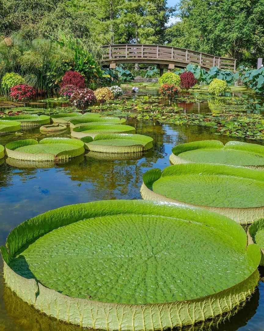 🏞️ 정화의 연못(미소기이케) 이미지 3